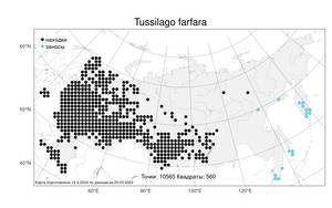 Tussilago farfara L., Atlas of the Russian Flora (FLORUS) (Russia)