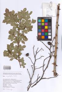 Rosa corymbifera Borkh., Eastern Europe, Lower Volga region (E9) (Russia)