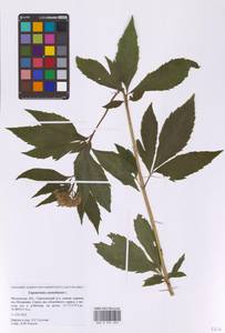 Eupatorium cannabinum L., Eastern Europe, Moscow region (E4a) (Russia)