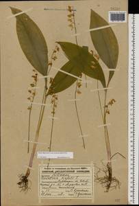 Convallaria majalis L., Eastern Europe, Central forest-and-steppe region (E6) (Russia)