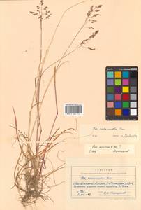 Poa lanata Scribn. & Merr., Siberia, Chukotka & Kamchatka (S7) (Russia)