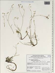 Bupleurum nordmannianum Ledeb., South Asia, South Asia (Asia outside ex-Soviet states and Mongolia) (ASIA) (Turkey)