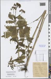 Valeriana officinalis L., Eastern Europe, Central forest-and-steppe region (E6) (Russia)