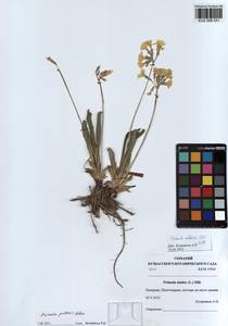 Primula elatior subsp. pallasii (Lehm.) W. W. Sm. & Forrest, Siberia, Altai & Sayany Mountains (S2) (Russia)