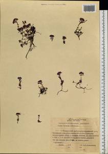 Hylotelephium cyaneum (Rudolph) H. Ohba, Siberia, Russian Far East (S6) (Russia)