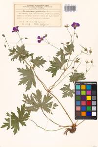 Geranium palustre L., Eastern Europe, Moscow region (E4a) (Russia)