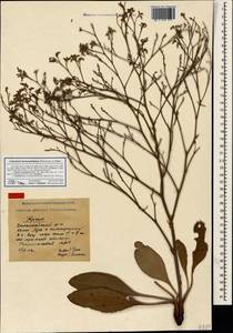 Limonium meyeri (Boiss.) Kuntze, Crimea (KRYM) (Russia)