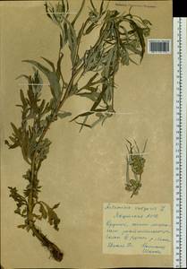 Artemisia vulgaris L., Siberia, Yakutia (S5) (Russia)