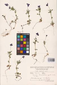 Viola declinata Waldst. & Kit., Eastern Europe, West Ukrainian region (E13) (Ukraine)