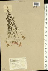 Xeranthemum annuum L., Eastern Europe, South Ukrainian region (E12) (Ukraine)