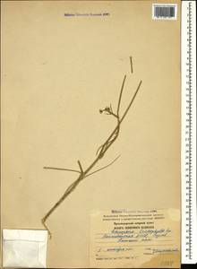 Echinophora orientalis Hedge & Lamond, Caucasus, Azerbaijan (K6) (Azerbaijan)