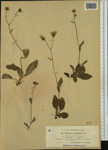 Hieracium froelichianum subsp. macilentum (Fr.) Gottschl. & Greuter, Western Europe (EUR) (Switzerland)