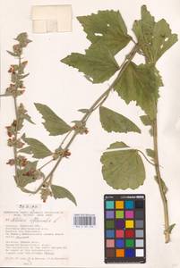 Althaea officinalis L., Eastern Europe, South Ukrainian region (E12) (Ukraine)