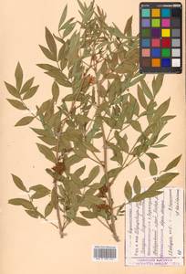 Glycyrrhiza pallidiflora Maxim., Siberia, Russian Far East (S6) (Russia)