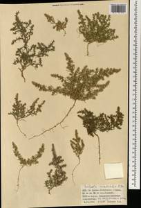 Salsola tragus L., Mongolia (MONG) (Mongolia)