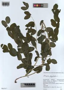 KUZ 001 392, Astragalus glycyphyllos L., Siberia, Altai & Sayany Mountains (S2) (Russia)