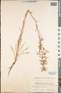 Campanula sibirica L., Eastern Europe, North Ukrainian region (E11) (Ukraine)