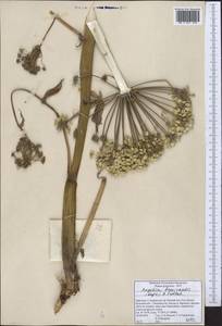 Lomatocarpa albomarginata (Schrenk) Pimenov & Lavrova, Middle Asia, Northern & Central Tian Shan (M4) (Kyrgyzstan)