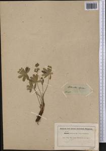 Alchemilla alpina L., America (AMER) (Not classified)