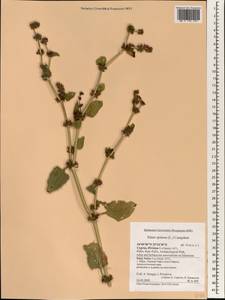 Rumex spinosus L., South Asia, South Asia (Asia outside ex-Soviet states and Mongolia) (ASIA) (Cyprus)