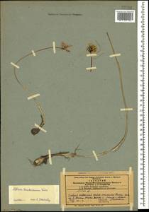 Allium kunthianum Vved., Caucasus, Azerbaijan (K6) (Azerbaijan)