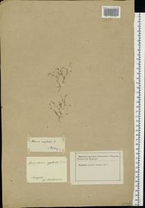 Spergularia segetalis (L.) G. Don, Eastern Europe, Lower Volga region (E9) (Russia)