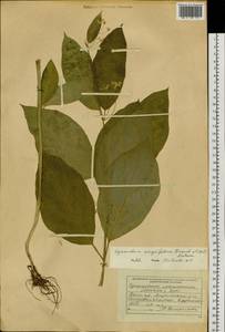 Vincetoxicum ascyrifolium Franch. & Sav., Siberia, Russian Far East (S6) (Russia)