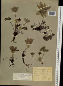 Pulsatilla patens subsp. multifida (Pritz.) Zāmelis, Siberia, Yakutia (S5) (Russia)