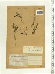 Astragalus stalinskyi Sirj., Middle Asia, Caspian Ustyurt & Northern Aralia (M8) (Kazakhstan)