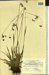 Luzula parviflora subsp. melanocarpa (Michx.) Hämet-Ahti, Siberia, Chukotka & Kamchatka (S7) (Russia)