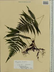 Thelypteris palustris Schott, Eastern Europe, Central forest region (E5) (Russia)