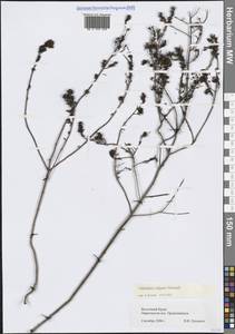 Odontites vulgaris Moench, Crimea (KRYM) (Russia)