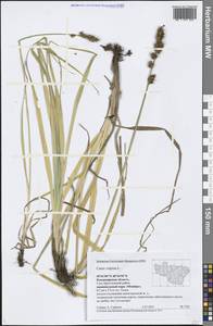 Carex vulpina L., Eastern Europe, Central region (E4) (Russia)