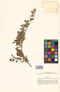 Spiraea crenata L., Eastern Europe, Eastern region (E10) (Russia)