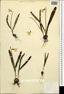 Galanthus transcaucasicus Fomin, Caucasus, Azerbaijan (K6) (Azerbaijan)
