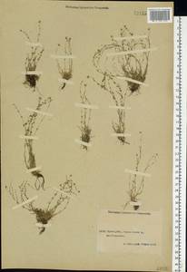 Sagina nodosa (L.) Fenzl, Eastern Europe, Central forest region (E5) (Russia)