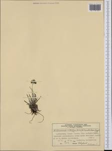 Antennaria lanata (Hook.) Greene, Western Europe (EUR) (Norway)