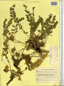 Astragalus exscapus subsp. pubiflorus (DC.) Soó, Eastern Europe, North Ukrainian region (E11) (Ukraine)