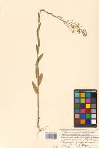 Neslia paniculata (L.) Desv., Siberia, Russian Far East (S6) (Russia)