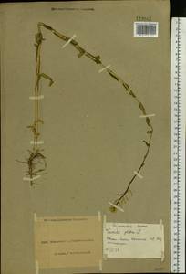 Turritis glabra L., Eastern Europe, North Ukrainian region (E11) (Ukraine)