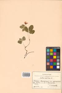 Rubus arcticus L., Siberia, Russian Far East (S6) (Russia)