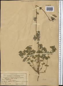 Codonopsis clematidea (Schrenk) C.B.Clarke, Middle Asia, Northern & Central Tian Shan (M4) (Kyrgyzstan)