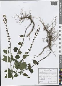 Scutellaria, South Asia, South Asia (Asia outside ex-Soviet states and Mongolia) (ASIA) (Iran)