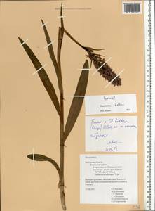 Dactylorhiza majalis subsp. baltica (Klinge) H.Sund., Eastern Europe, Central region (E4) (Russia)