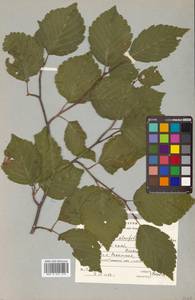 Sorbus alnifolia (Siebold & Zucc.) K. Koch, Siberia, Russian Far East (S6) (Russia)