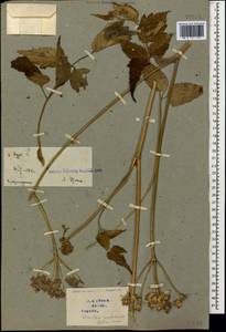 Heracleum pastinacifolium K.Koch, Caucasus, Georgia (K4) (Georgia)