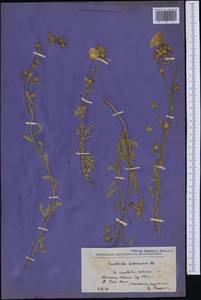 Convolvulus holosericeus M. Bieb., Western Europe (EUR) (North Macedonia)