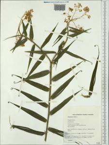 Flagellaria indica L., Australia & Oceania (AUSTR) (Australia)