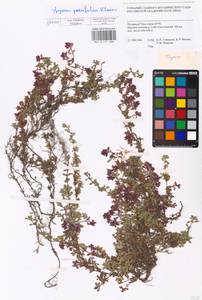 MHA 0 157 388, Thymus talijevii subsp. paucifolius (Klokov) P.A.Schmidt, Siberia, Western Siberia (S1) (Russia)