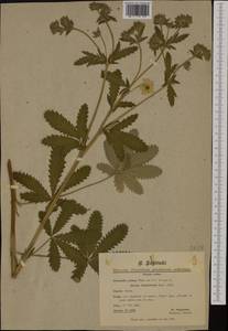 Potentilla recta subsp. pilosa (Willd.) Jáv., Western Europe (EUR) (Bosnia and Herzegovina)